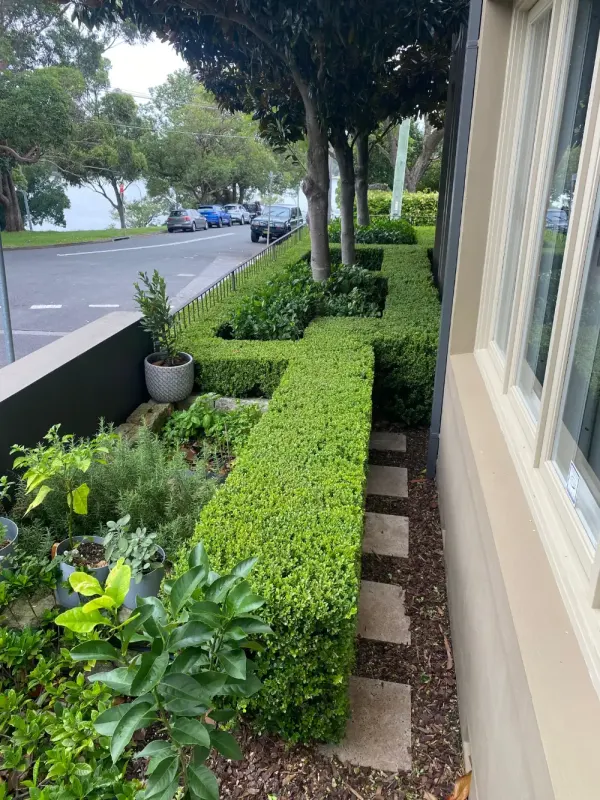 Sculpted box hedging along a street frontage