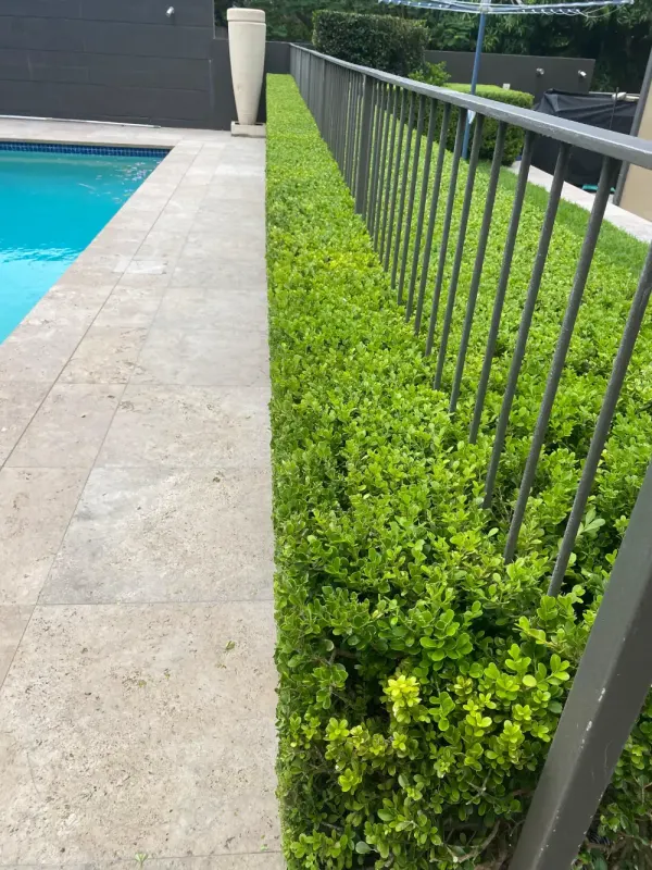 Freshly mown lawn beside sculpted box hedges