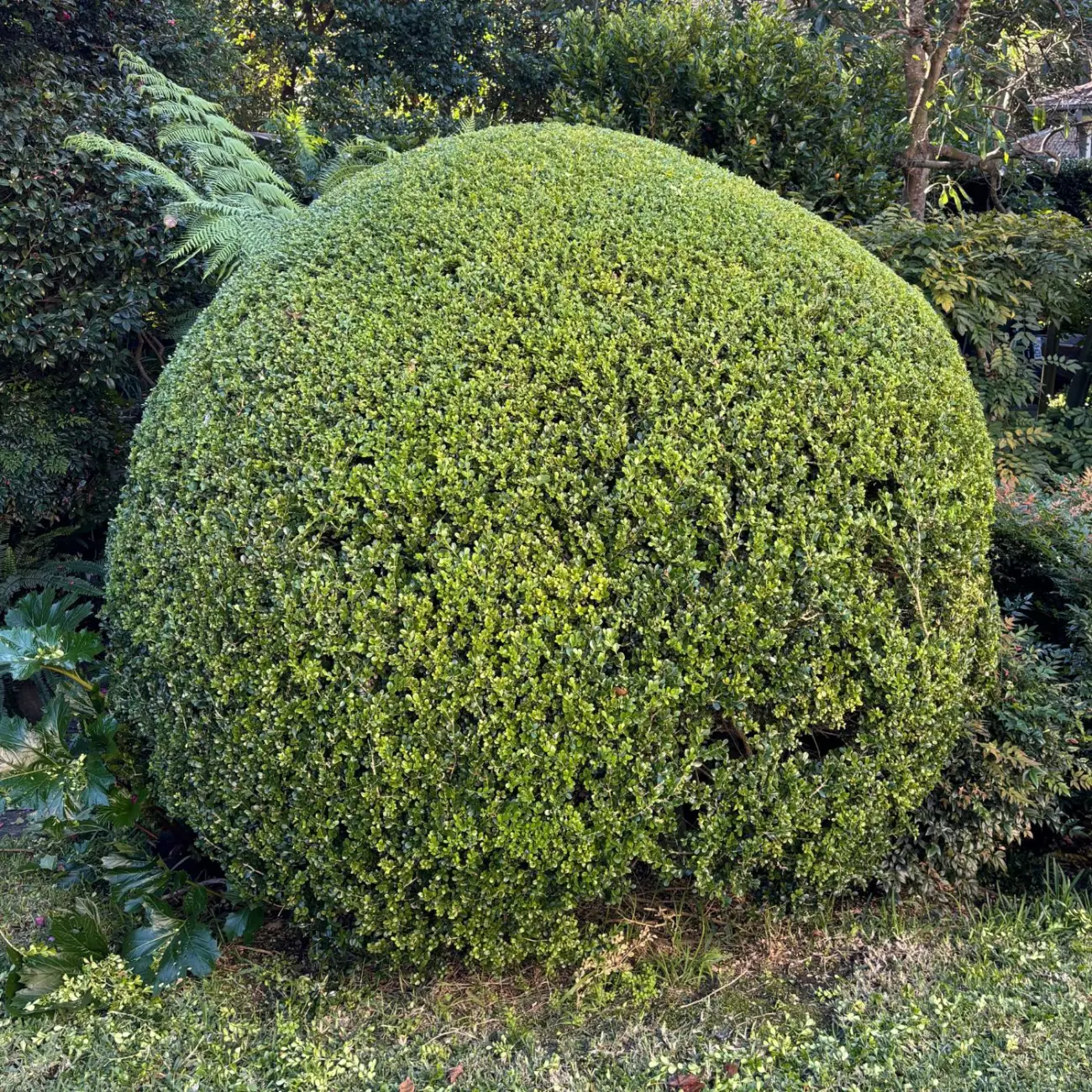 Buxus ball after reshaping by Status Gardens
