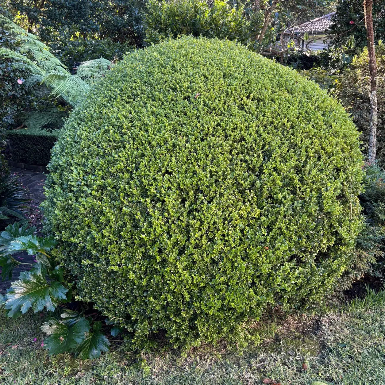 Buxus ball before trimming