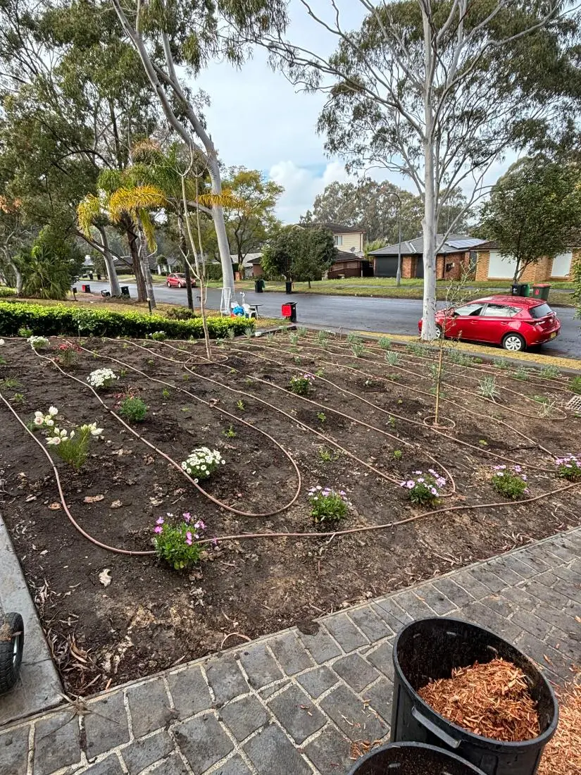 Irrigation by Status Gardens — drip lines laid through a new planting bed