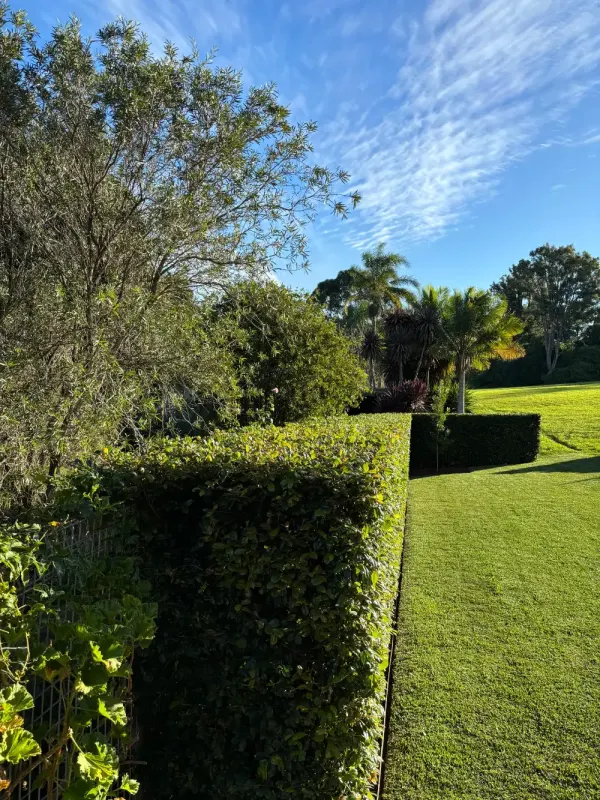 Neatly clipped box hedges framing a Sydney front garden