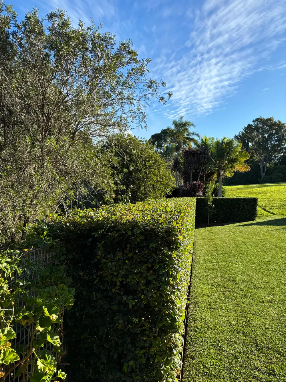 Neatly clipped box hedges framing a Sydney front garden