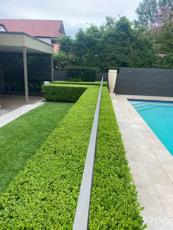 Dense trimmed hedge above healthy turf