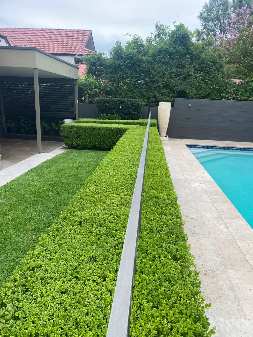 Dense trimmed hedge above healthy turf