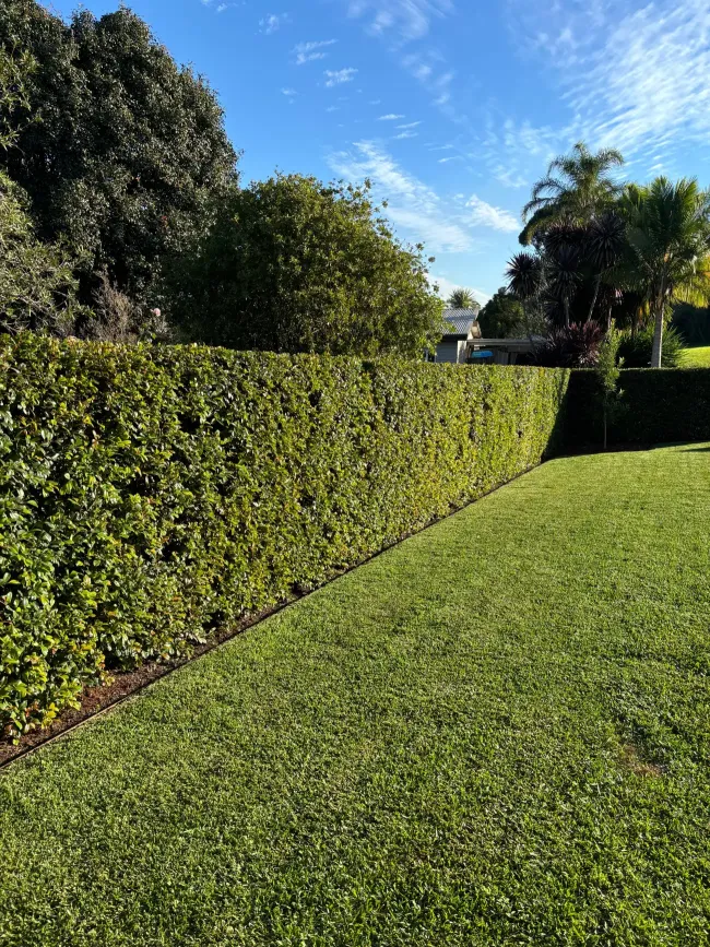 Completed Status Gardens backyard with formal hedges and pool