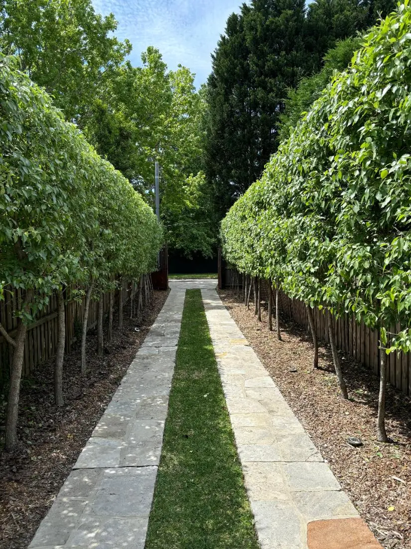 Avenue of pleached hedges along a stone path