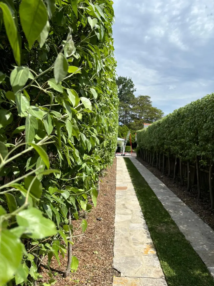 Hedge Trimming and Pruning by Status Gardens — pleached hedge walkway