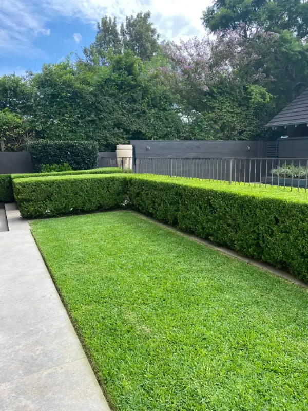 Trimmed hedge line beside a swimming pool